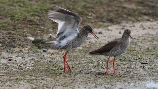 Redshank [upl. by Enoek260]