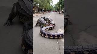 Two crocodile brothers are fighting with a giant python [upl. by Nobel495]