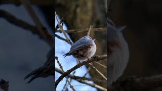 Eurasian Nuthatch Call birds birdsounds [upl. by Jarred]