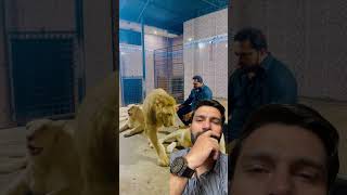 Lion love lion animals tiger zoo viralvideo [upl. by Cirri]