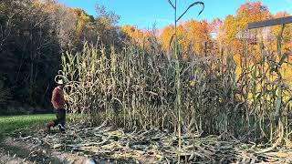 Cutting Field Corn Continues [upl. by Mylor]