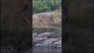 Beautiful Whitetail deer grazes by the river 5 [upl. by Clough]