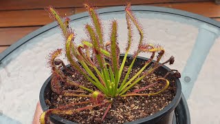 Drosera Capensis  The Perfect Beginner Sundew [upl. by Hersch290]