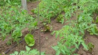 Manejo Agroecológico capina e cobertura com biomassa [upl. by Knutson415]