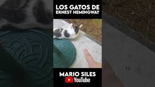 Los gatos de Ernest Hemingway shorts [upl. by Aihsital653]