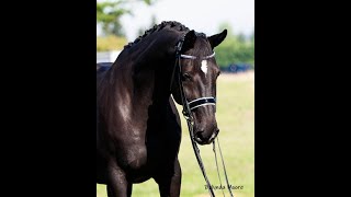 Viggo I1 test  667 Adequan West Coast Dressage Festival III [upl. by Schouten]