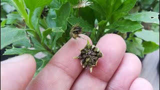 How to collect seeds of daisy  Osteospermum  very easy [upl. by Sirehc]