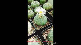 Cactus plant indoors plantplantslover flowers garden gardening indoorplants trending [upl. by Ellehcin244]