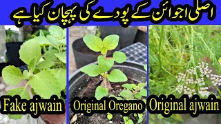 Whats a Difference Between Original Ajwain and Oregano Plant [upl. by Aubry]