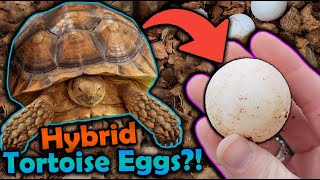 Our Sulcata and Leopard Tortoise had Eggs [upl. by Rabaj123]