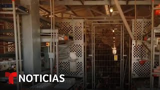 Entramos a una granja que produce huevos para ver cómo evitar la gripe aviar  Noticias Telemundo [upl. by Eanahs689]