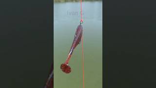 How to make a drop shot fishing montage [upl. by Sylirama]