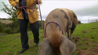 Max meets a retired couple living the Truffle dream life by the Sea [upl. by Clementis]