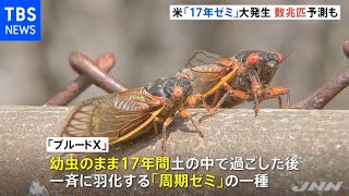 数兆匹の大発生も？アメリカで“１７年周期ゼミ”羽化始まる [upl. by Boonie902]