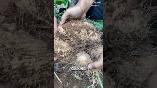 Ubi GADUNG jangan Dimakan Langsung‼️😭 bolang petualangan survival buah fruit [upl. by Adirf]