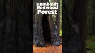 Humboldt Redwood Forests Founders Trail on a Rainy Day  redwoodforest hiking [upl. by Anitsrhc343]