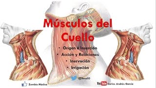 Anatomía  Músculos del Cuello Inserción Inervación Irrigación y Acción [upl. by Lidstone]