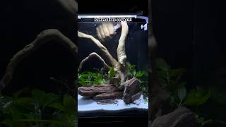 Minimalist Aquascape aquascape aquarium fishtank plants fish trending [upl. by Nylrac]