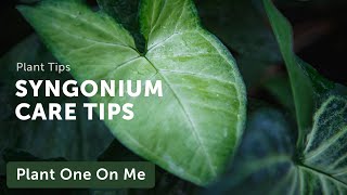 Ultimate SYNGONIUM Arrowhead Vine CARE Guide — Ep 208 [upl. by Paola]