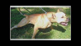 Dos Pitbulls matan a anciana en Puebla [upl. by Dranyam108]