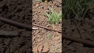 Drip irrigation  benefits for a vegetable garden shorts [upl. by Ollie]