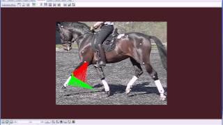 Gait Analysis  Analysing How Your Horse Moves Part 1  HorseandRider UK [upl. by Ellatsyrc]