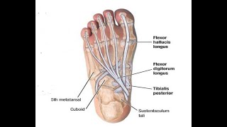 Two Minutes of Anatomy Flexor Digitorum Longus [upl. by Alden]