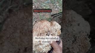 Sparassis crispa Karnabahar mantarın tanıyalım mushroom mantari [upl. by Gannie]