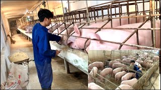 1000 Mother Pigs Return Healthy After Disease [upl. by Zsolway]