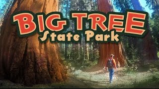 Calaveras BIG TREES State Park California Tour [upl. by Lenod]