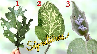 WHAT IS EATING MY PLANTS 👺  Common Garden Pest Control using Leaf Signatures [upl. by Laud691]