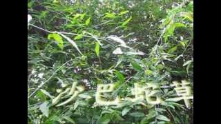 介紹藥用植物及民間常用青草藥 沙巴蛇草 別名：憂遁草 [upl. by Einiar401]