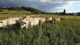 paturage de couvert en été [upl. by Ennairb170]