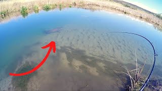 Insane Sight Fishing for Monster Sturgeon in a Shallow Creek [upl. by Undis]