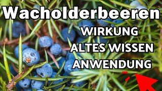 Wacholderbeeren Wirkung Wissen amp Verwendung🌞 [upl. by Scuram]