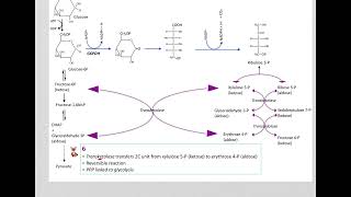 517 Understand not memorize metabolism Postprandial Pentose phosphate pathway [upl. by Shuping]