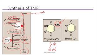 Pyrimidines metabolism [upl. by Lehcin]