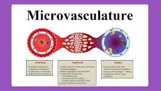 microvasculature [upl. by Nyleda]