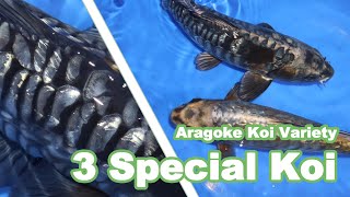 3 SPECIAL KOI  Aragoke Koi variety KOI GUIDE [upl. by Notnil]