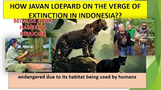 macan tutul jawa mau punah javan leopard are edge of extinct macan [upl. by Drawd]