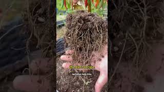 planting gardening garden farming gardeningtips plants fertilizer bakingsoda [upl. by Lednar209]