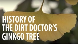 History Of The Dirt Doctors Ginkgo Tree  The Dirt Doctor [upl. by Annodal333]