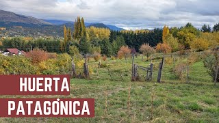 Huerta Patagonica  Como Podar Frambuesas Frutillas Arándanos y Loganberries  Cosecha de Nueces [upl. by Vincenta912]