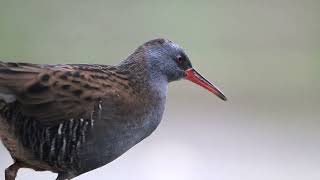 Walter the Water rail [upl. by Einahpet]