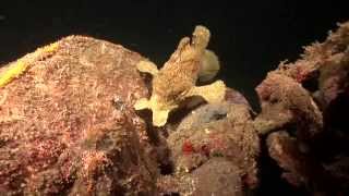 Crazy Animal Attack  Giant Frogfish eats poisonous Lionfish [upl. by Carley343]