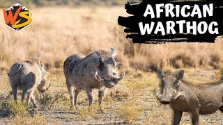 Tusks and Tails Exploring the World of African Warthogs [upl. by Celtic234]