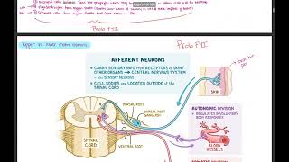 Spinal cord injury autonomic dysreflexia hemorrhagic stroke TBI IICP [upl. by Amleht515]