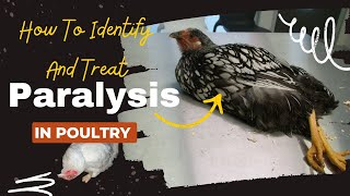 PARALYSIS HOW TO IDENTIFY AND TREAT THE 20 MAIN CAUSES IN POULTRY [upl. by Craggie]