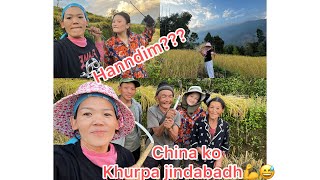 Vlog16villagechina ko khurapa jindabadh😅syanu420 harvesting in dorokha [upl. by Joon]