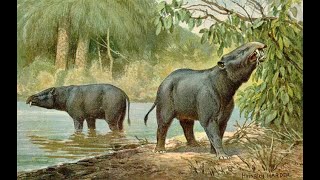 The Moeritherium [upl. by Woodson]